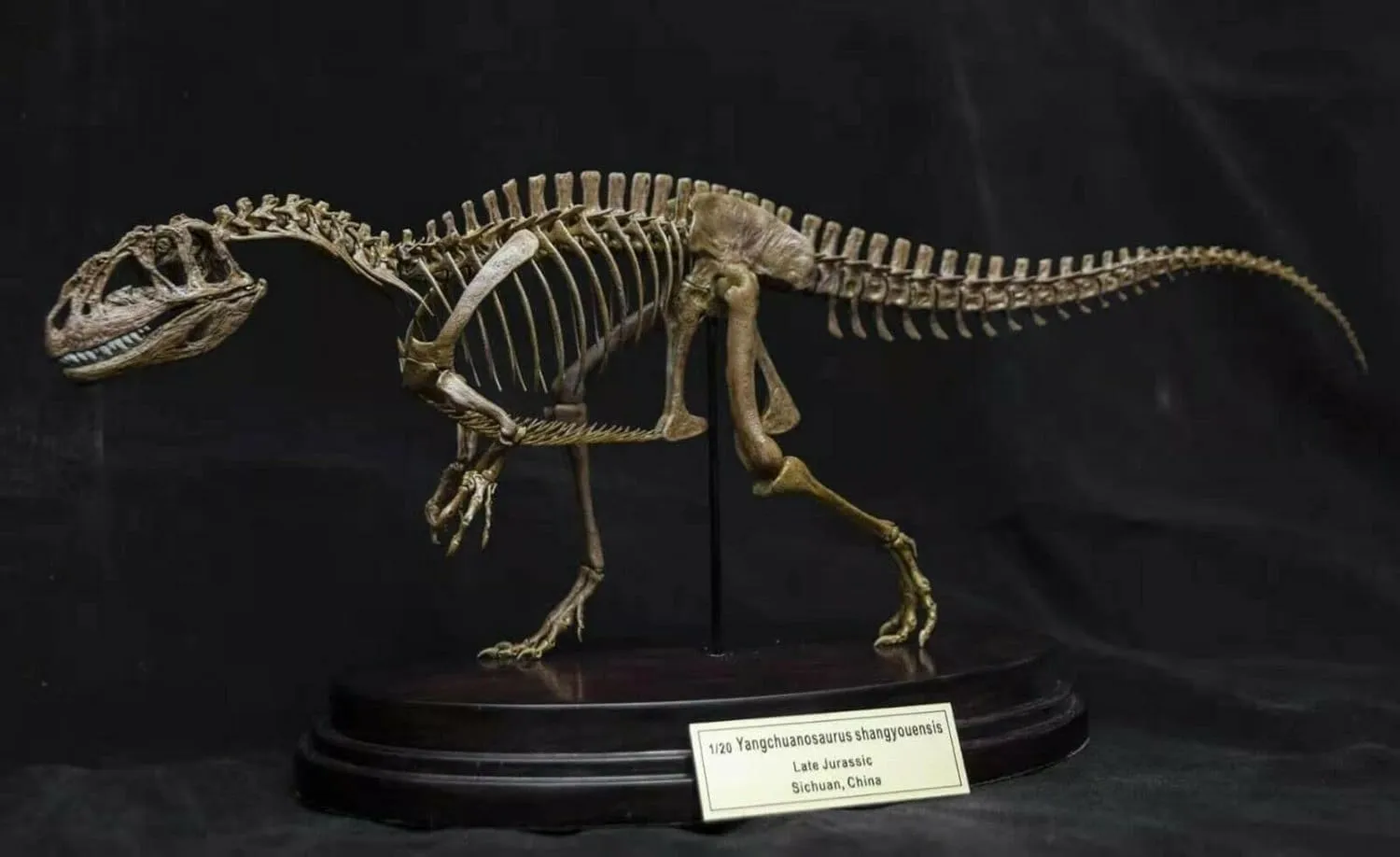 bewilder hohokam stillness therapy imagination graduate Skeleton Figure Resin Dinosaur Animal Model Collector GK Paint Decor Gift for Adult VWUVWU 1:20 Scale Yangchuanosaurus Shangyouensis 