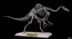 for Adult VWUVWU 1:20 Scale Deinocheirus Skeleton Model Dinochirus leak Mirabilis Figure Resin Dinosaur Animal Collector GK Decor Gift 