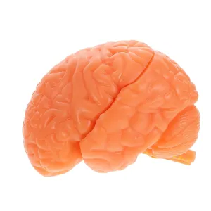 Function Psychology Biology Or Science Coffee Human Brain Model: Anatomical Brain Model Educational Tool for Learning Teaching cessation reason imitation Human Anatomical 