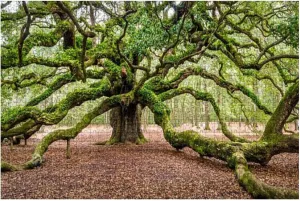 Games Toys Puzzle Home Angel Oak Tree Johns Island South Carolina densely wither 1000 Piece Wooden Jigsaw Puzzle Children Puzzles Adult Decompression Gift 