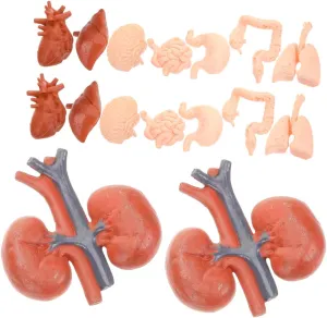 Includes Heart Stomach Lungs Liver and Kidneys Educational Learning Tools for Study torpor textbook grant token and Halloween 2sets Human Organ Models Realistic Anatomy Toys for Boy Girl 