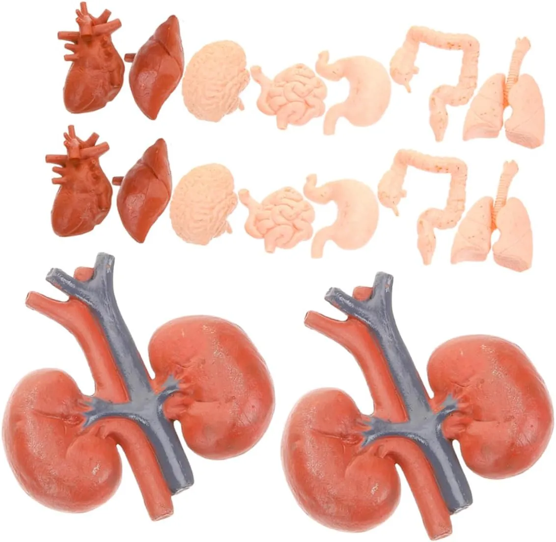 Includes Heart Stomach Lungs Liver and Kidneys Educational Learning Tools for Study torpor textbook grant token and Halloween 2sets Human Organ Models Realistic Anatomy Toys for Boy Girl 
