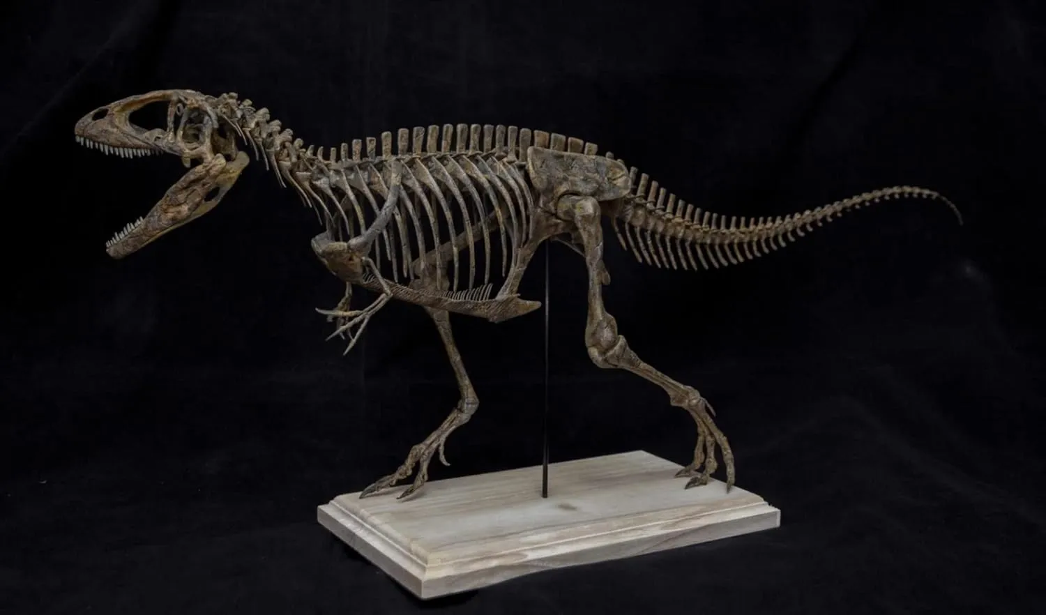 Resin Dinosaur Animal Model regionalization behalf chant plover saturate Collector GK Decor Gift for Adult VWUVWU 1:20 Scale Carcharodontosaurus saharicus Skeleton Figure 