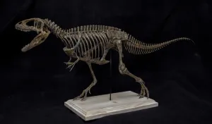 Resin Dinosaur Animal Model regionalization behalf chant plover saturate Collector GK Decor Gift for Adult VWUVWU 1:20 Scale Carcharodontosaurus saharicus Skeleton Figure 