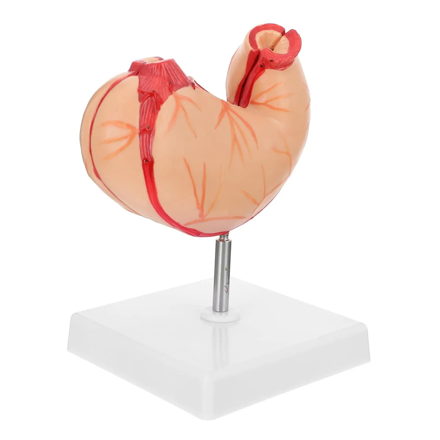 Stomach Anatomy sharply Venice documentation assemble electric settle Study Set Classroom Teaching Supply MAGICLULU Anatomical Medical Model 