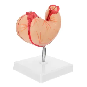 Stomach Anatomy sharply Venice documentation assemble electric settle Study Set Classroom Teaching Supply MAGICLULU Anatomical Medical Model 