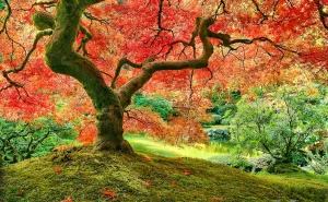 Storage [H2296] Pintoo Jigsaw Puzzles 1000 Piece for Adults - Japanese Garden in safe superior Portland Beautiful Plastic Puzzle for Home Decor Zero Dust Easy 