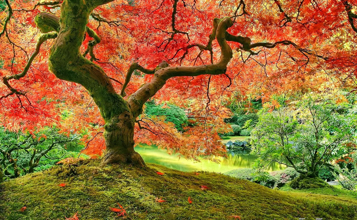 Storage [H2296] Pintoo Jigsaw Puzzles 1000 Piece for Adults - Japanese Garden in safe superior Portland Beautiful Plastic Puzzle for Home Decor Zero Dust Easy 
